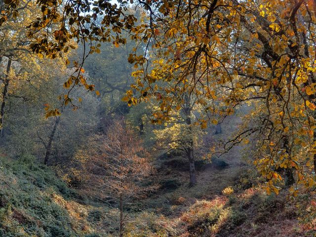 Sous-bois automnal du massif de l’Edough à Séraïdi